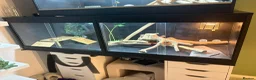 Bearded Dragon reptiles for sale: 3 bearded dragons  - Advert 5
