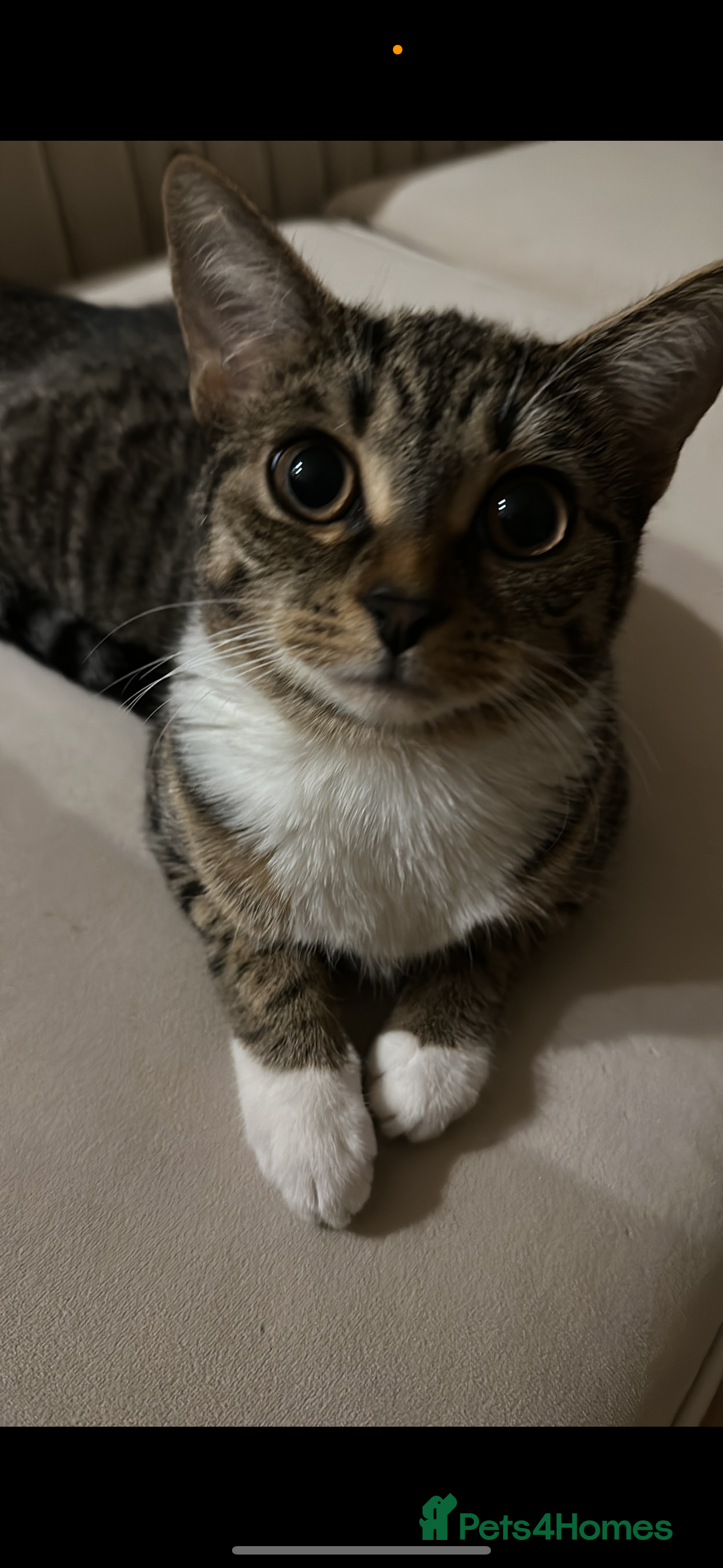 Domestic Shorthair cats Kittens  - Advert 11