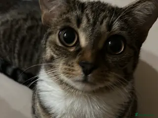 Domestic Shorthair cats Kittens - Advert 11