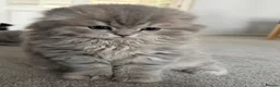 Scottish Fold cats for sale: Scottish Fold and Scottish straight kittens. - Advert 34