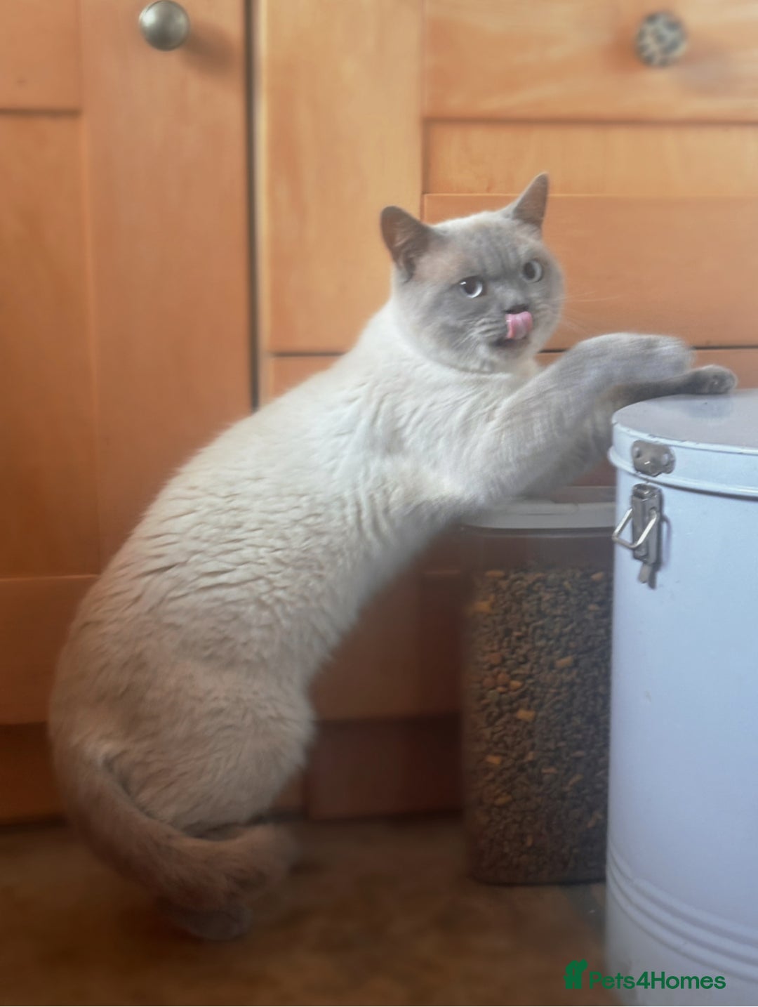 British Shorthair cats for sale: Zeus, GCCF active - Advert 2