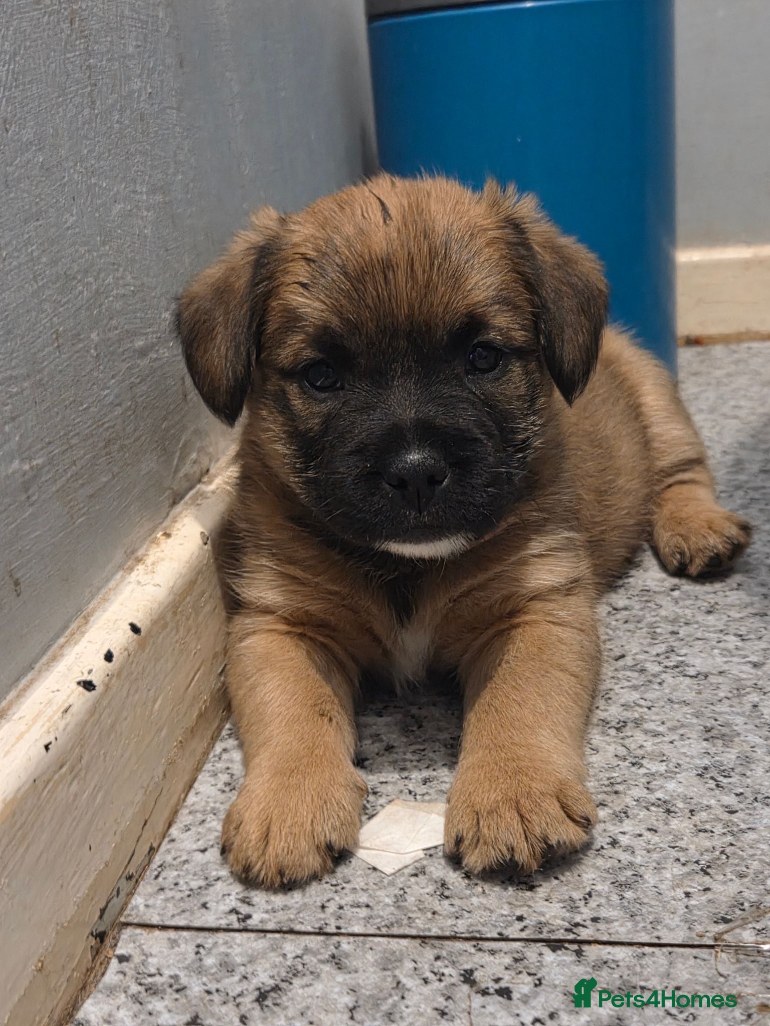 Mixed Breed dogs Jack Russell X Frenchie X Miniature Pinscher pups - Advert 1
