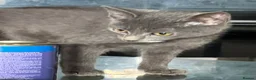 Mixed Breed cats for sale: Beautiful kittens for sale  - Advert 12