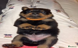 Rottweiler dogs for sale: Beautiful Rottweiler pups  - Image 22