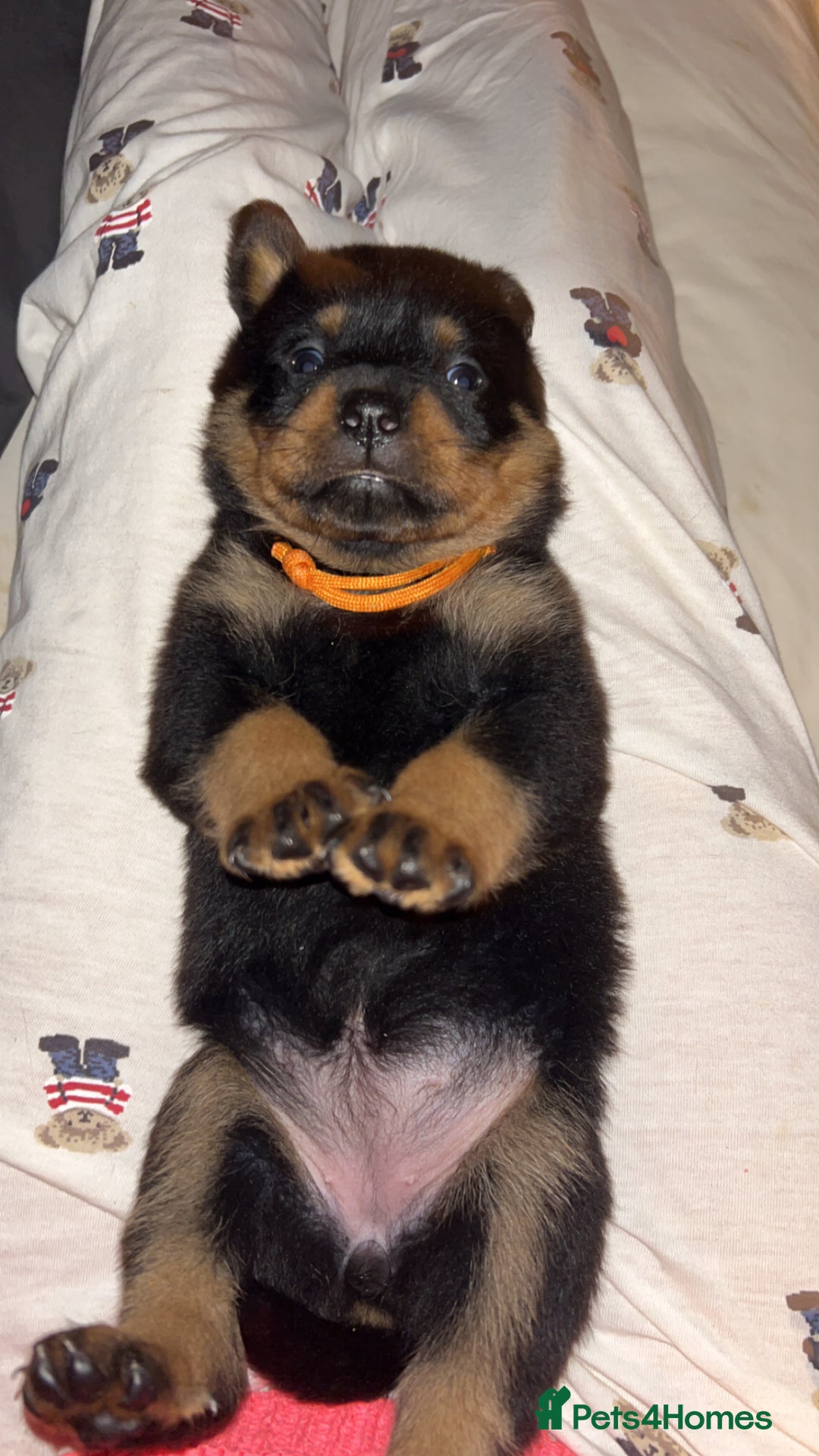 Rottweiler dogs for sale: Beautiful Rottweiler pups  - Image 22