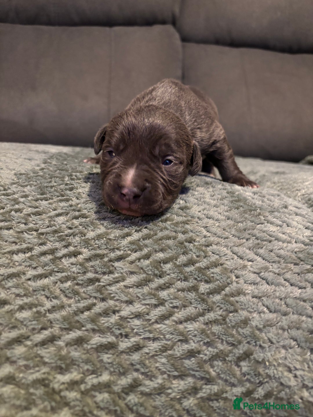 Staffordshire Bull Terrier dogs for sale: Staffy pups  - Advert 2