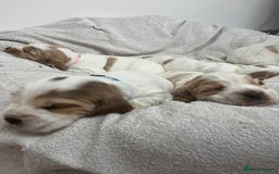 Cocker Spaniel dogs for sale: Beautiful Orange Roan/ Sable Puppies  - Image 18