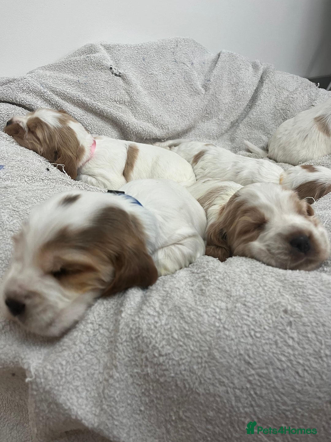 Cocker Spaniel dogs for sale: Beautiful Orange Roan/ Sable Puppies  - Image 18