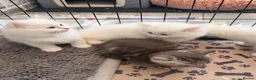 Persian cats for sale: 4 beautiful Persian x kittens, ready now - Advert 16