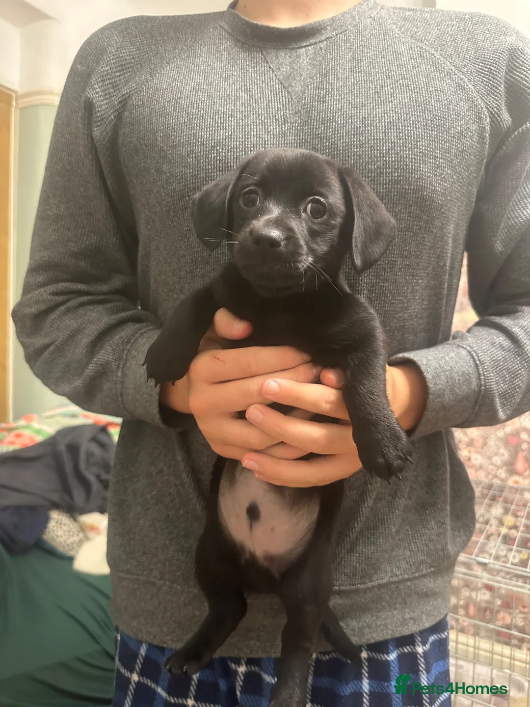 Mixed Breed dogs for sale: Adorable Dameranian puppy’s  - Advert 12