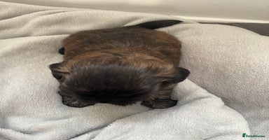 Shih Tzu dogs - Advert 15