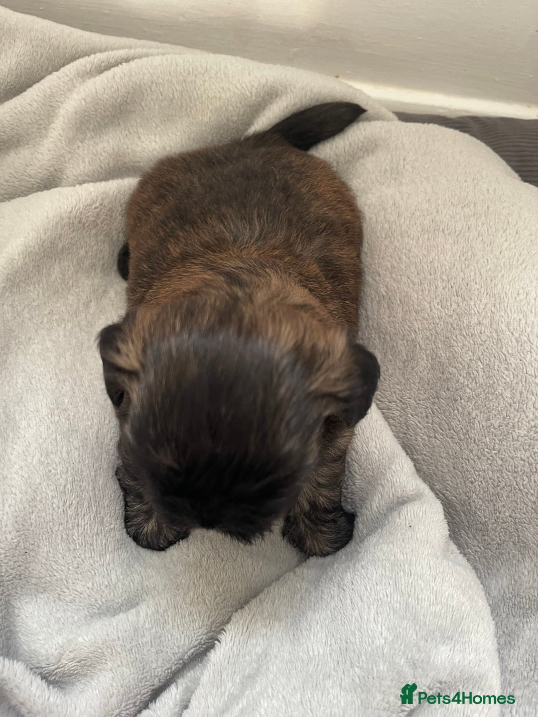 Shih Tzu dogs for sale: Kc Standard Shih Tzu puppies - Image 3