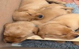 Labrador Retriever dogs for sale: Fox Red Labrador pups - Image 4
