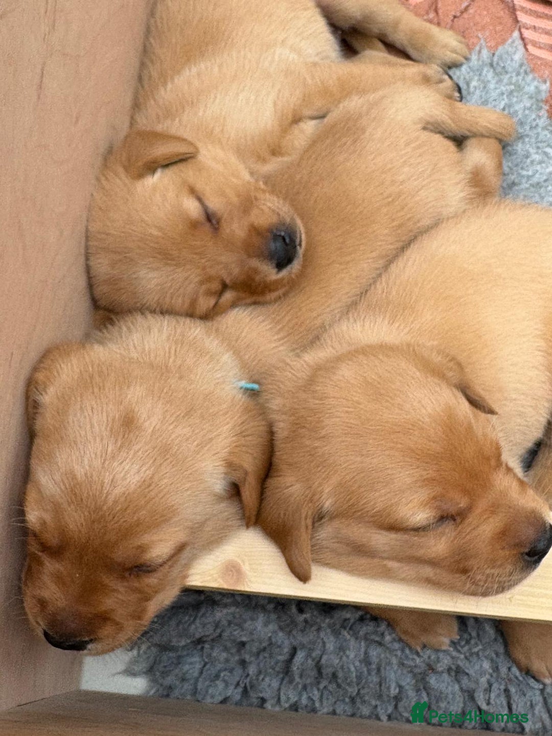 Labrador Retriever dogs for sale: Fox Red Labrador pups - Image 4