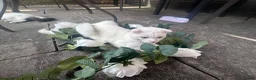 Scottish Fold cats for sale: Pure white Scottish Fold Dobby & odd eye Cyclops  - Advert 25