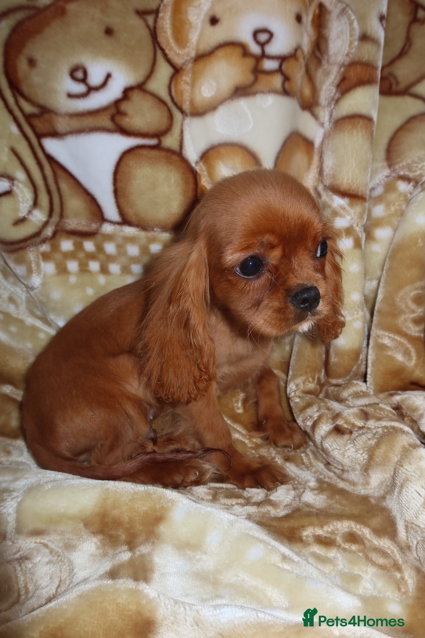 Cavalier King Charles Spaniel dogs Gorgeous cavalier puppies  - Advert 3