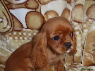 Cavalier King Charles Spaniel dogs Gorgeous cavalier puppies - Advert 3