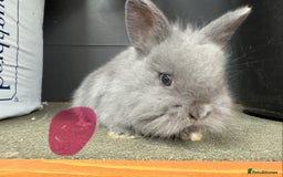 Netherland Dwarf rabbits for sale: Netherlands x lion heads  - Image 3