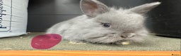 Netherland Dwarf rabbits for sale: Netherlands x lion heads  - Advert 3
