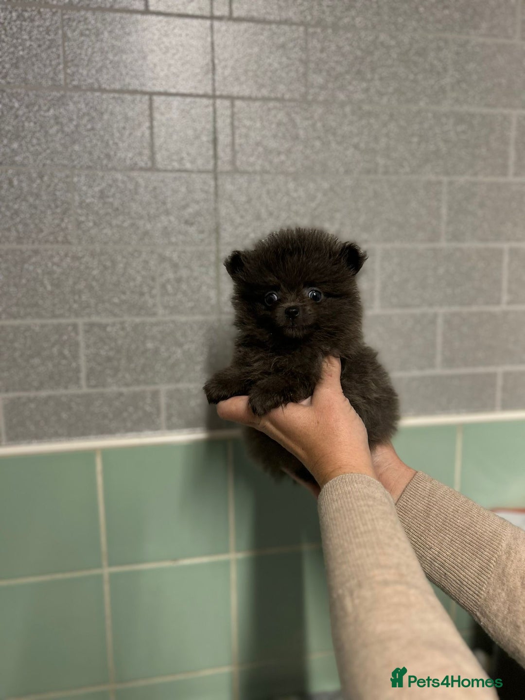 Pomeranian dogs for sale: Beautiful Pomeranian puppies  - Image 28