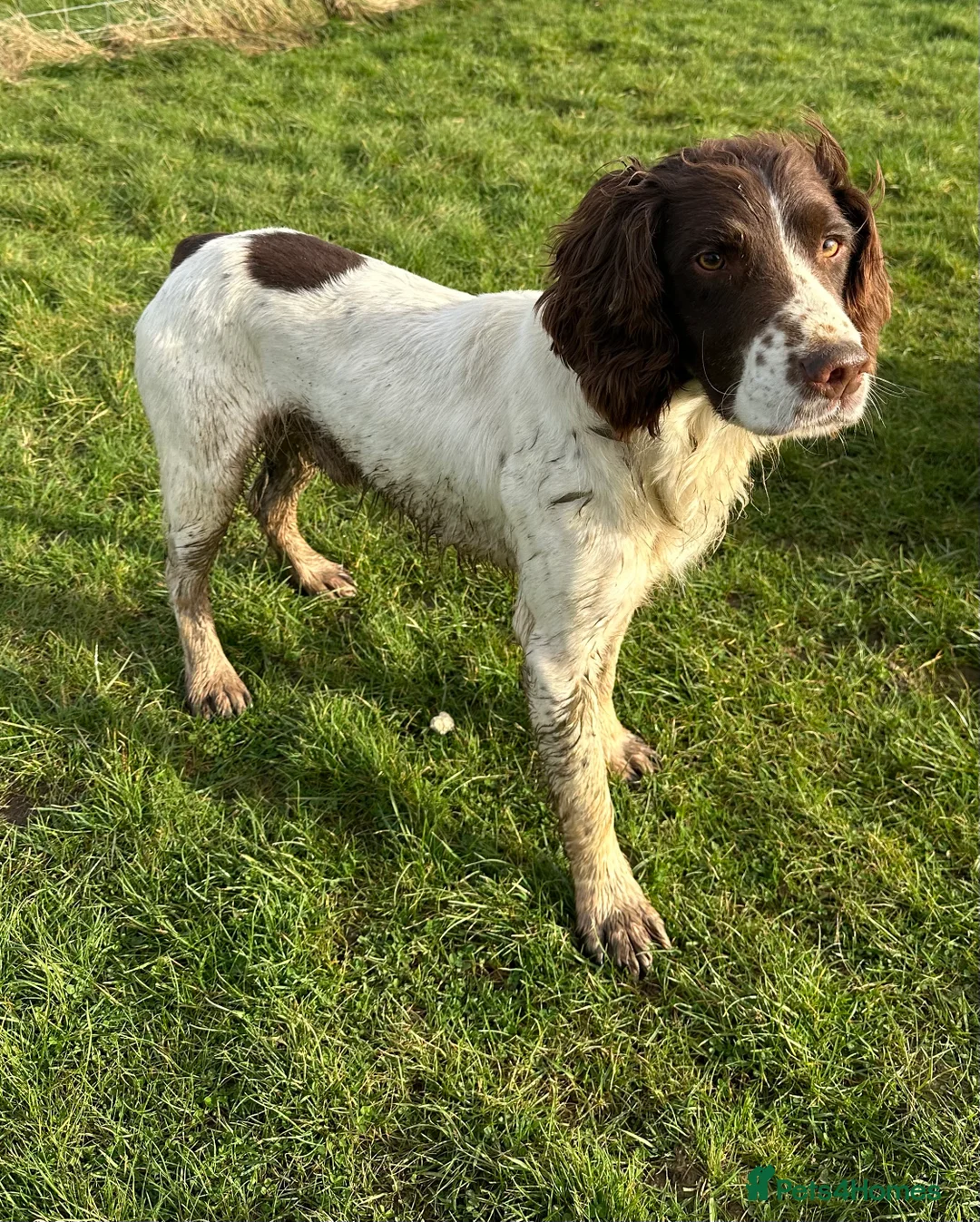 English Springer Spaniel dogs for stud: Fully health tested handsome springer for stud in Tewkesbury - Advert 4