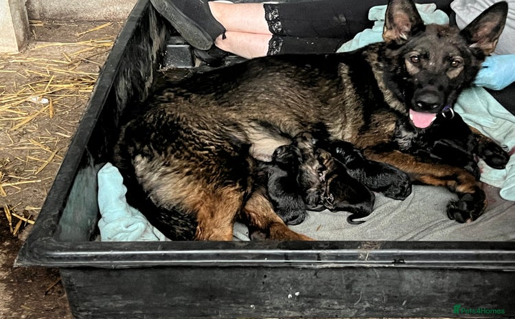 German Shepherd dogs - Advert 1