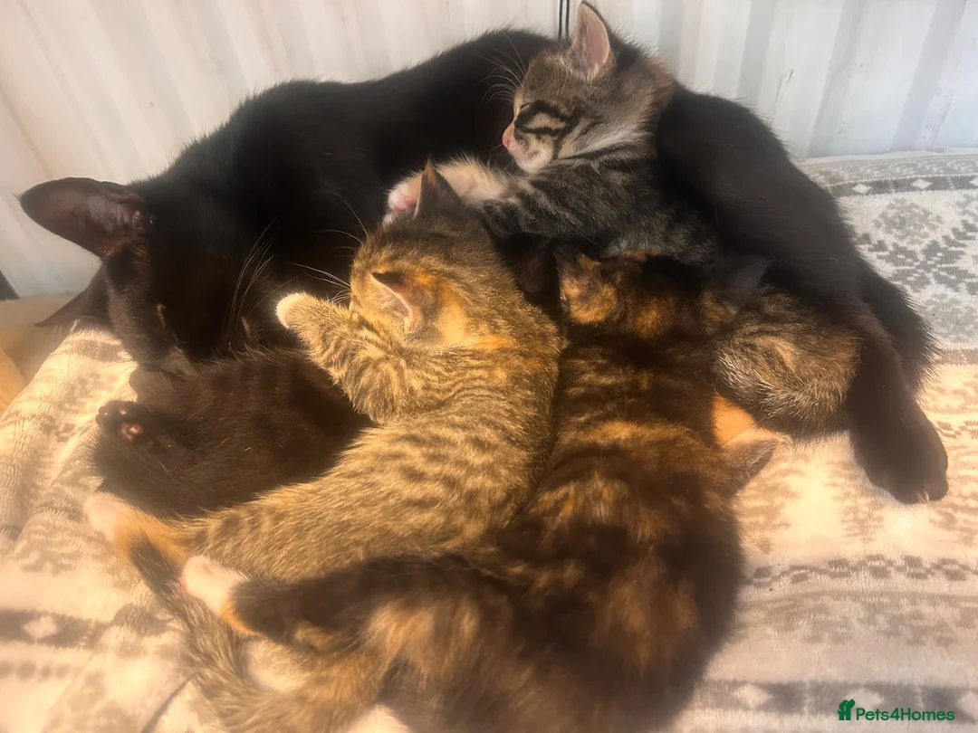 Mixed Breed cats for sale: Kittens 1/2 Maine coon. 8wks & ready to leave.  - Advert 17