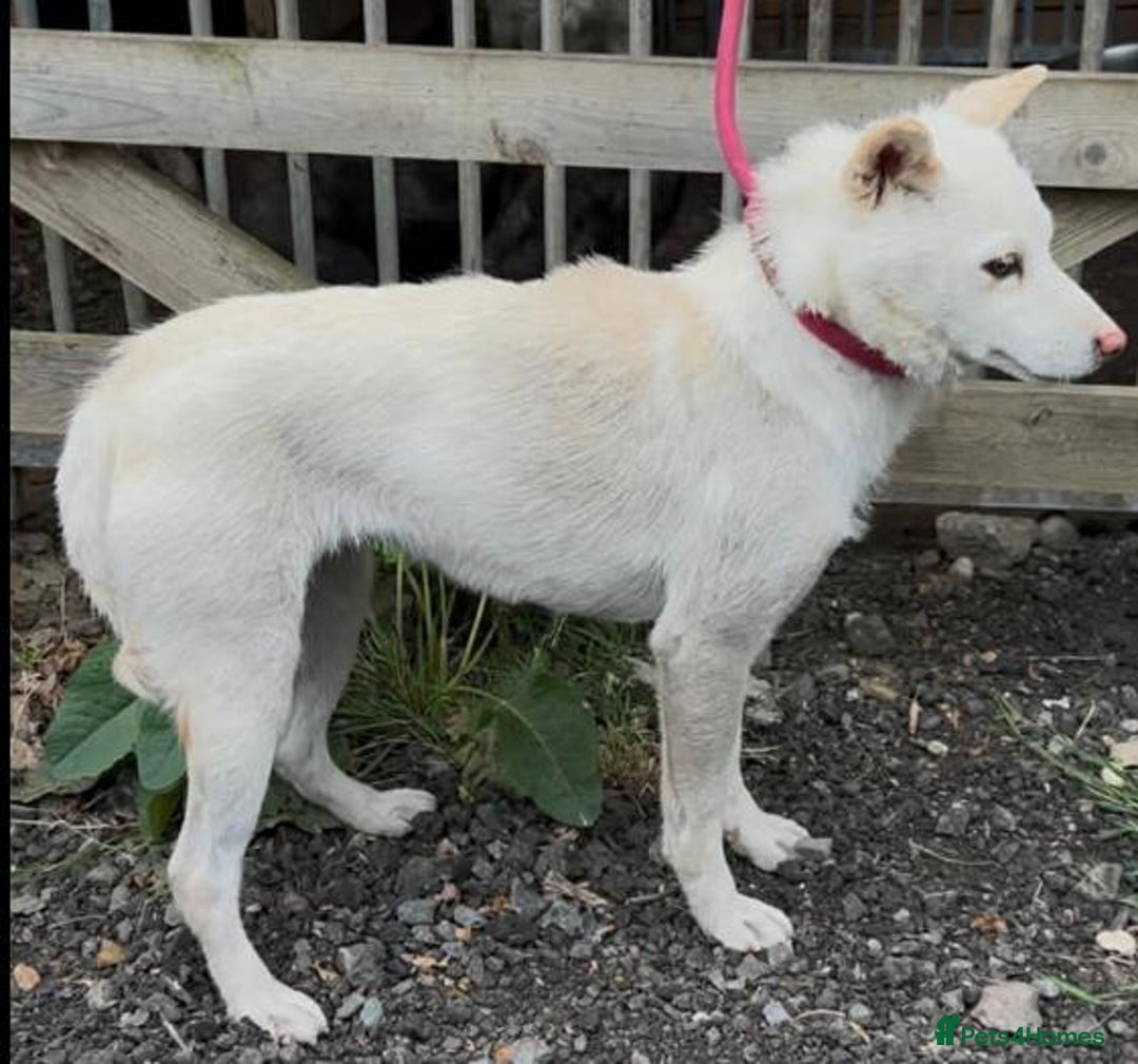 Mixed Breed dogs for sale: Jack Russel x Shibu inu (Shibujacks) - Advert 4