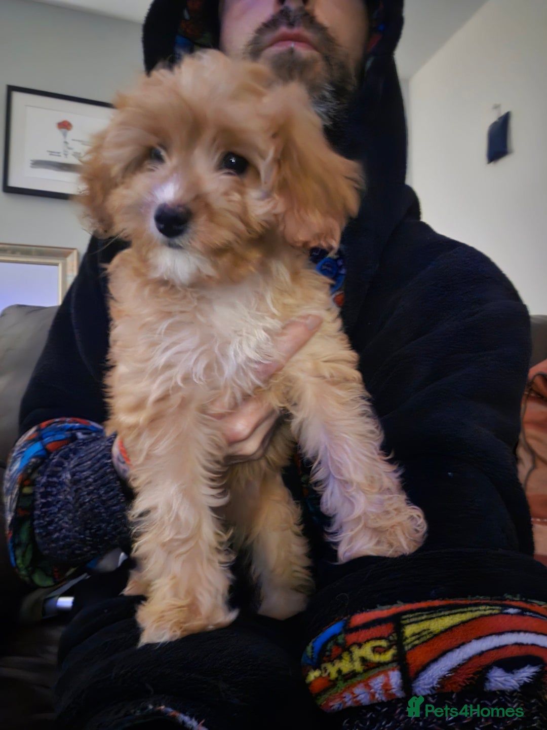 Cavapoo dogs for sale: 🌟 Loving, Ethical, DNA-tested, Cavapoo Puppy's 🌟 - Advert 3