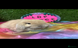 Mini Lop rabbits for sale: 🍂 Last brown sable lop boy  - Image 3