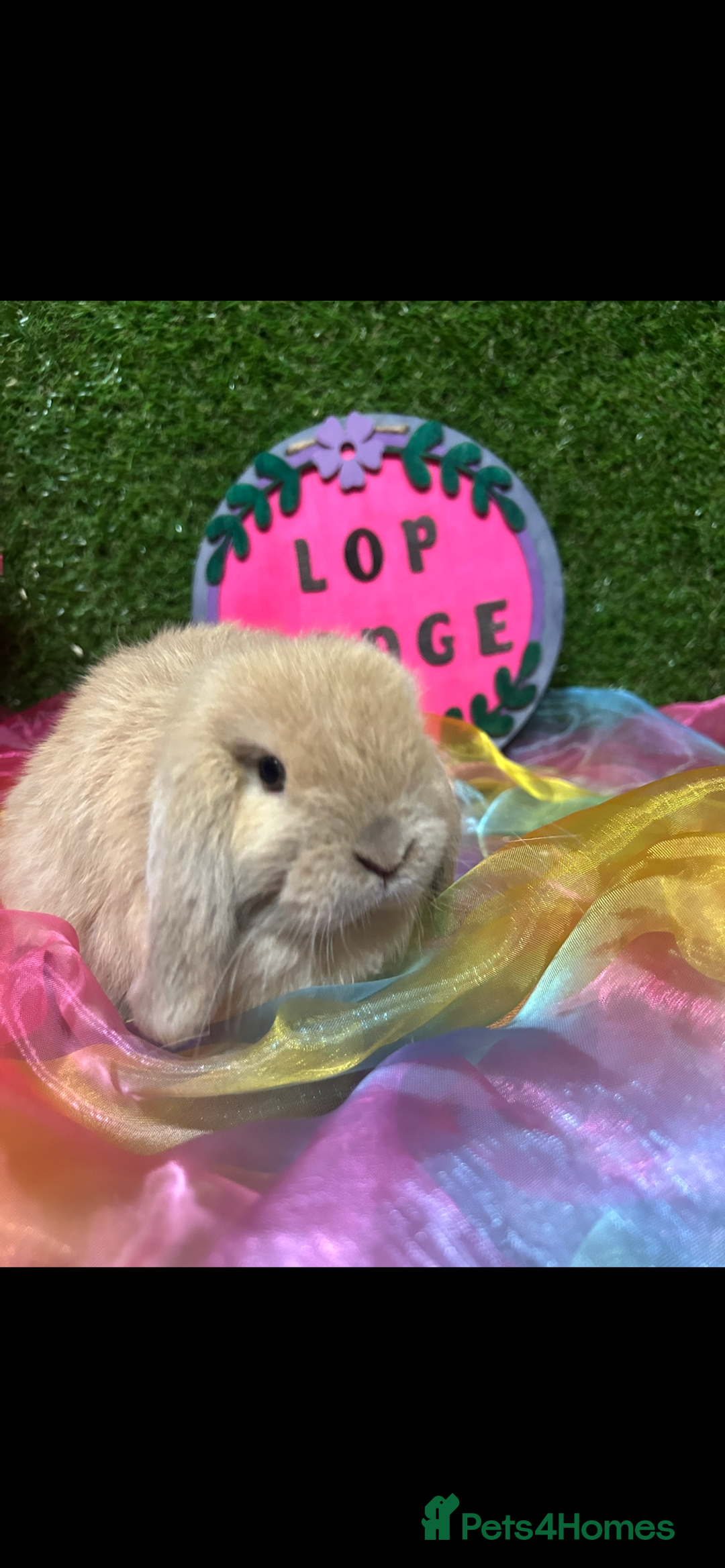 Mini Lop rabbits for sale: 🍂 Last brown sable lop boy  - Image 3