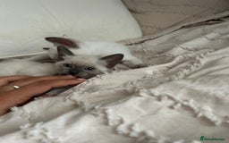 Siamese cats for sale: 2x Beautiful Pedigree Siamese Female Kittens - Image 9