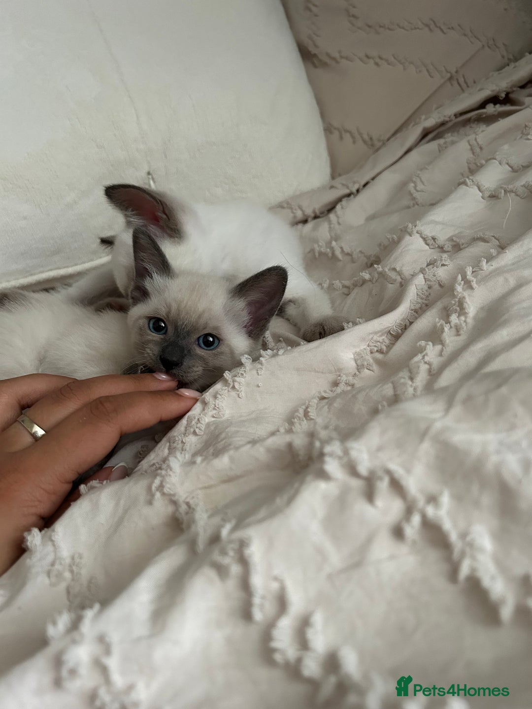 Siamese cats for sale: 2x Beautiful Pedigree Siamese Female Kittens - Image 9