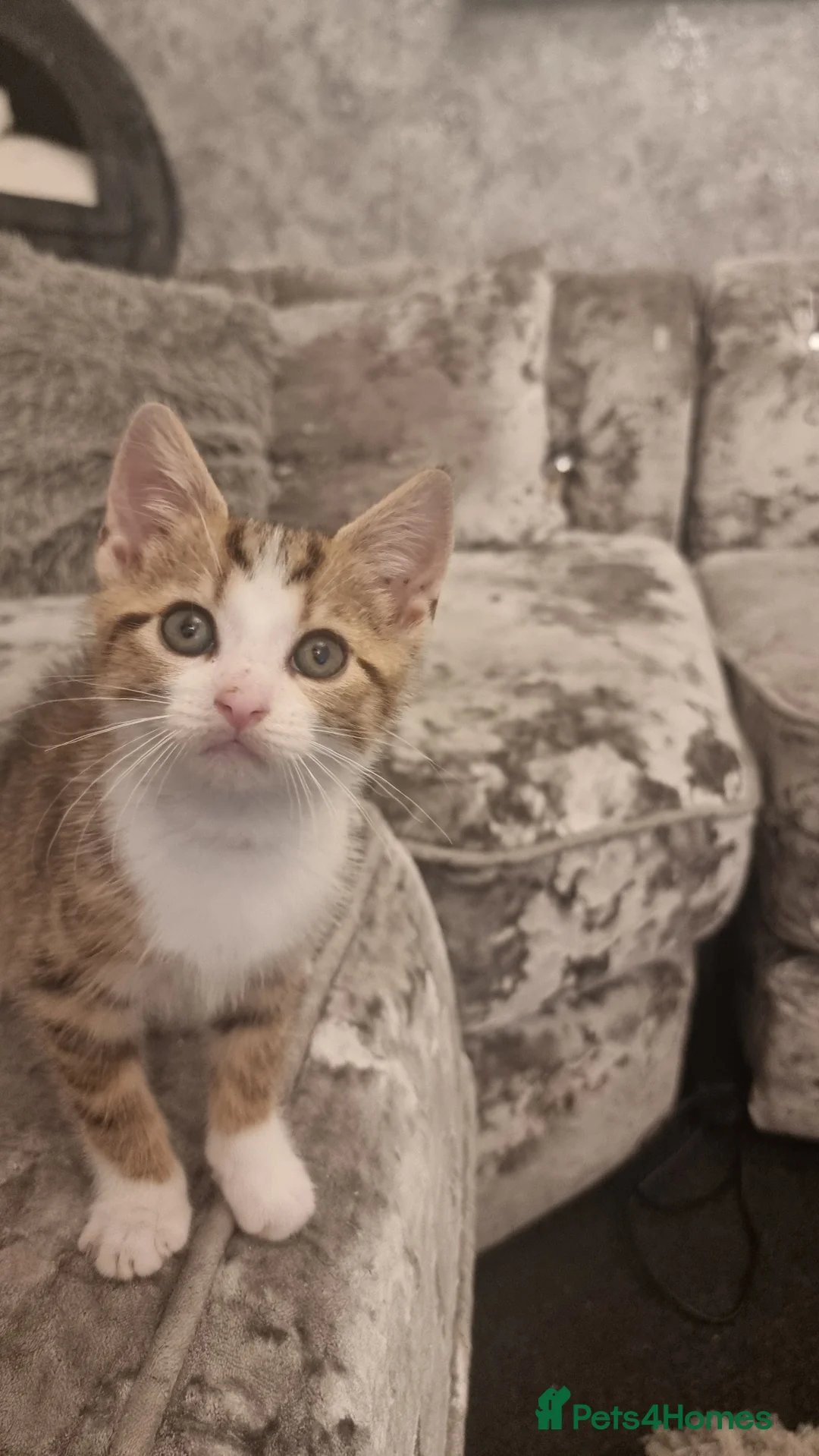 Mixed Breed cats for sale: Bengali kitten - Advert 2