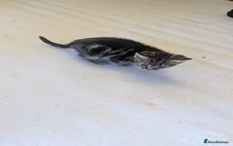Mixed Breed cats for sale: Kittens for sale - Image 12