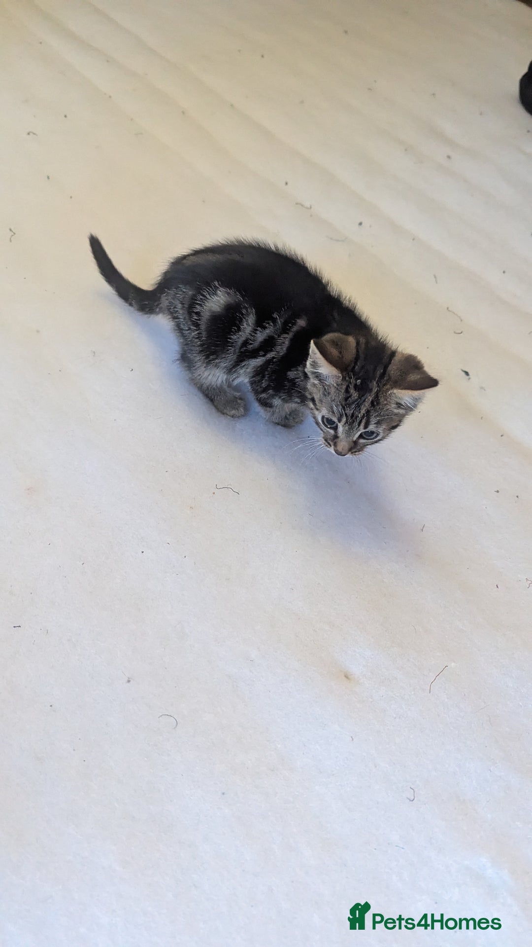 Mixed Breed cats for sale: Kittens for sale - Image 12