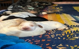 Cocker Spaniel dogs for sale: Gorgeous Cocker Spaniel Puppies - Image 14
