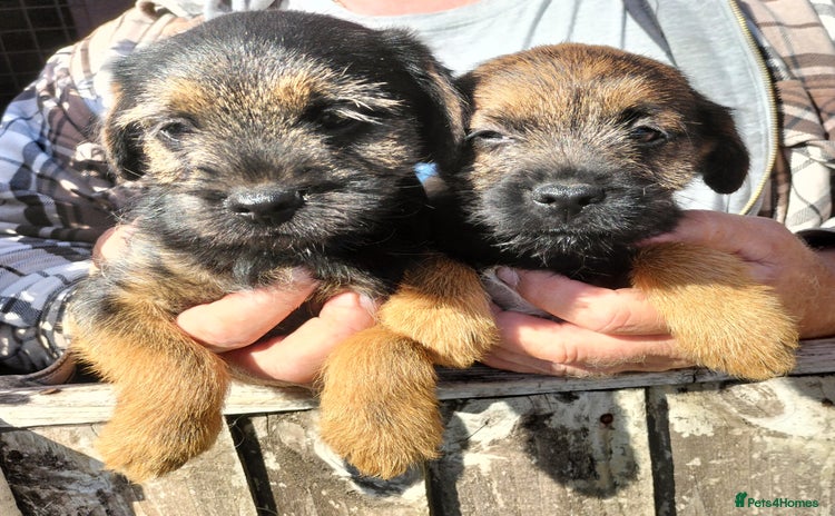 Border Terrier dogs - Advert 4