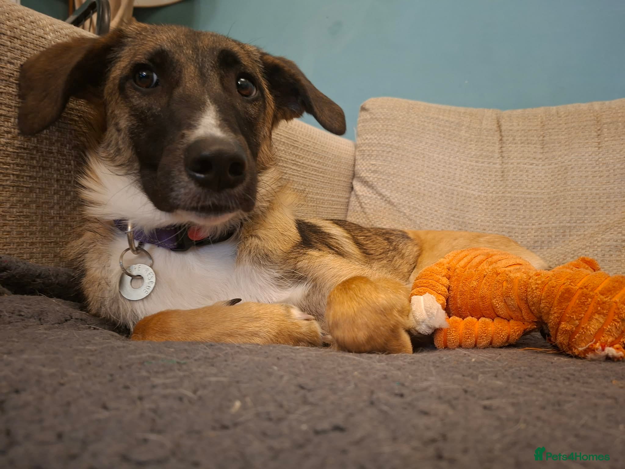 Mixed Breed dogs for adoption: Rox - north Walsham Norfolk  in North Walsham - Advert 5