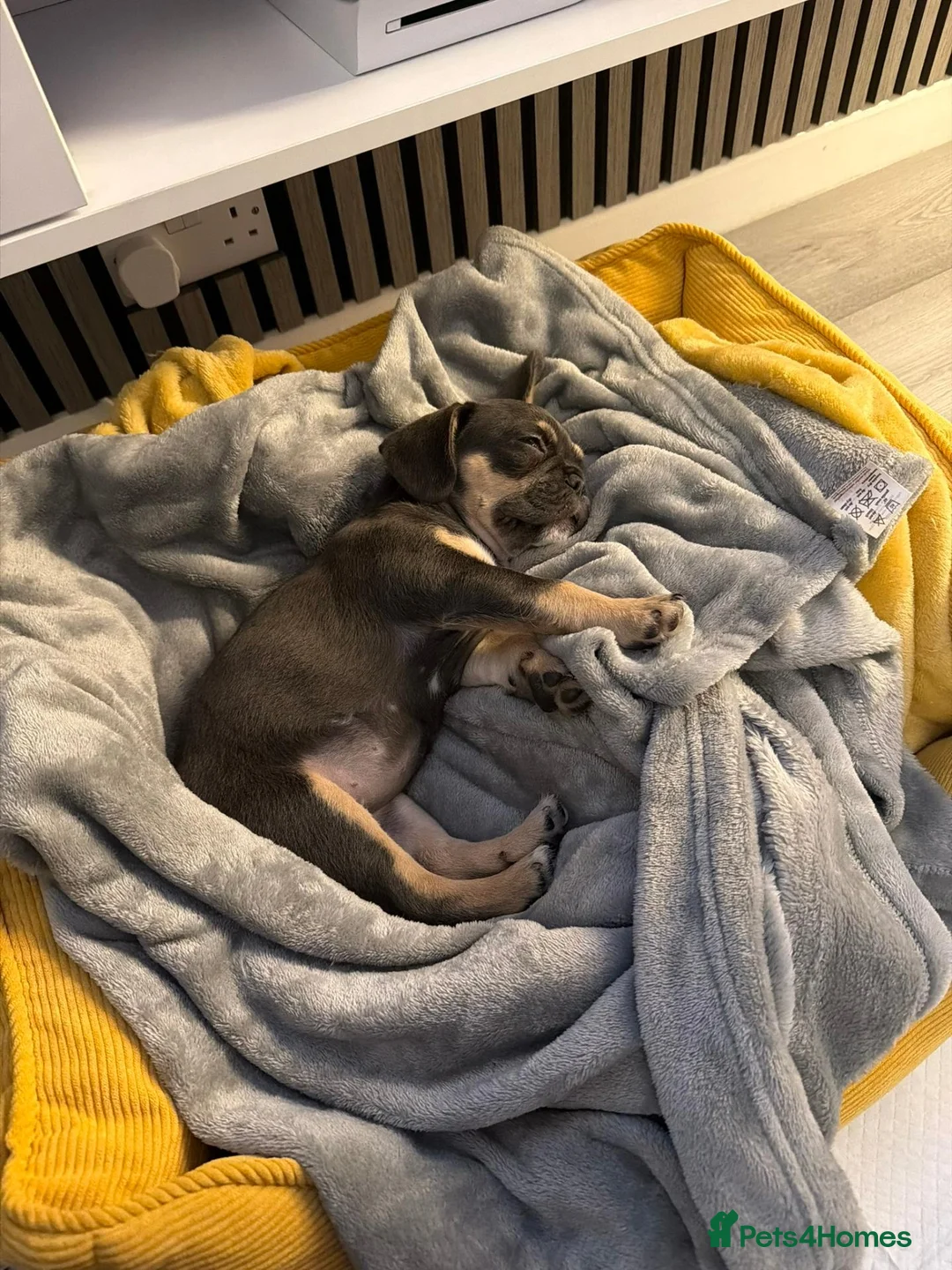 Mixed Breed dogs for sale: French Bulldog X Toy Poodle 13 Week Old Female - Advert 7