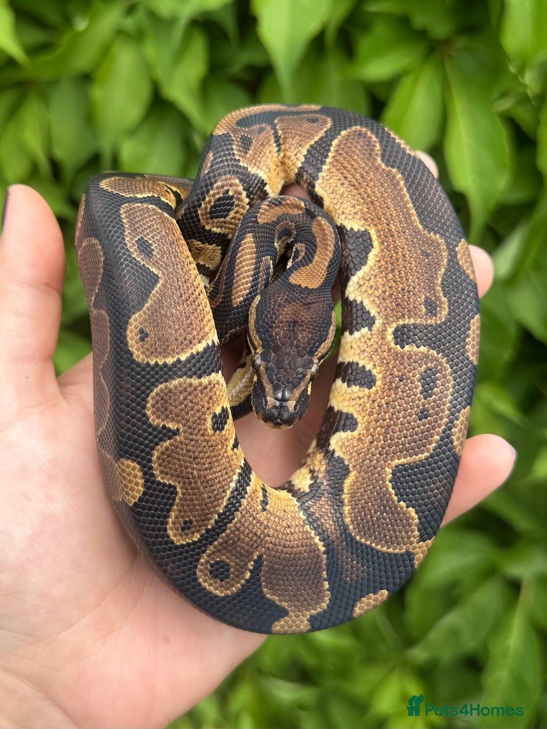 Python Snake reptiles for sale: Baby Ball Pythons  - Image 3