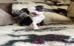Boston Terrier dogs for sale: How is she the last puppy she’s perfect!  - Image 3