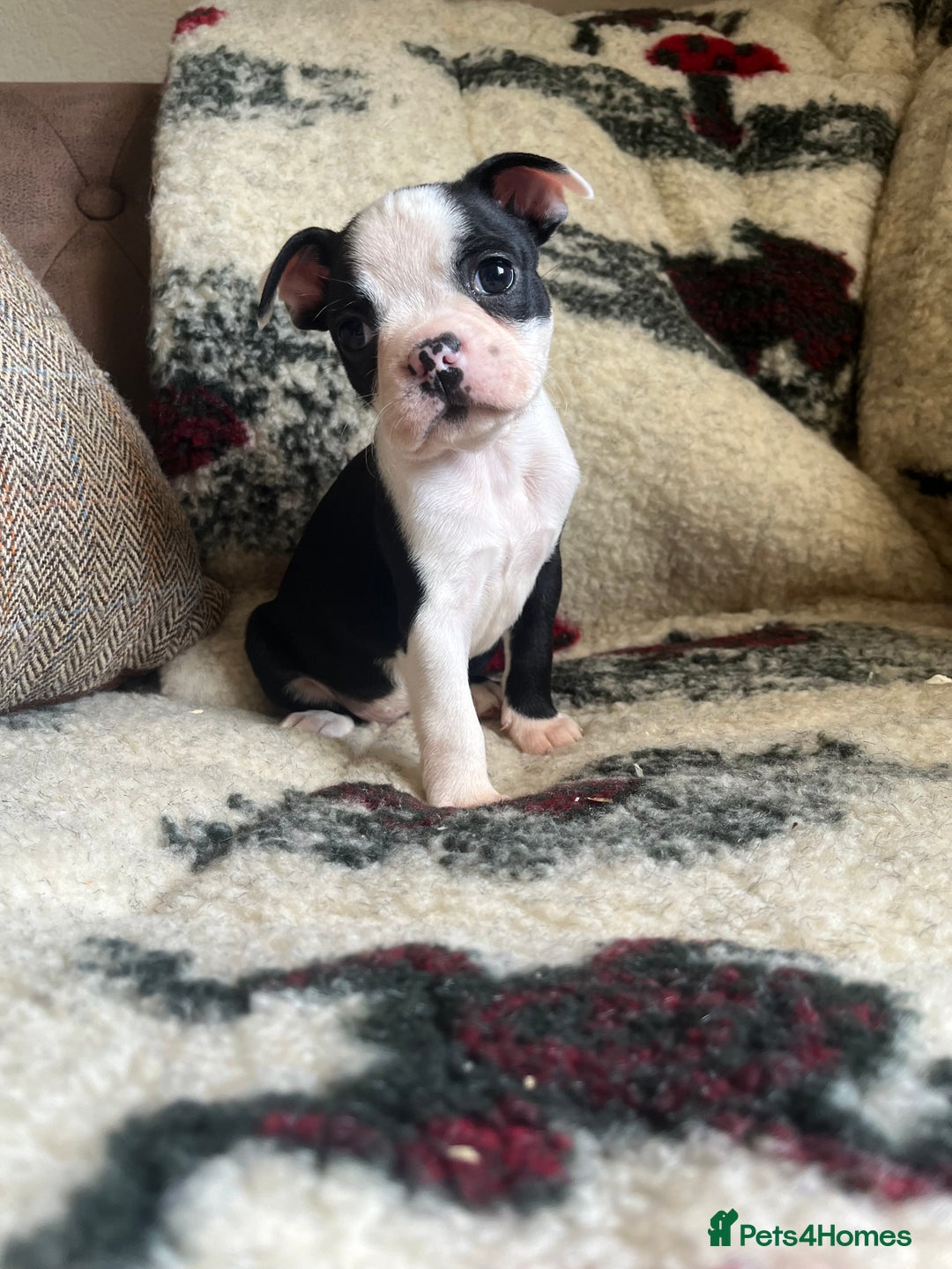 Boston Terrier dogs for sale: How is she the last puppy she’s perfect!  - Image 3