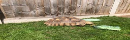 Tortoise reptiles for sale: Two sulcata tortoises - Advert 6