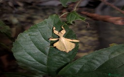 Stick Insects invertebrates for sale: Stick Insects & Mantis - Image 6