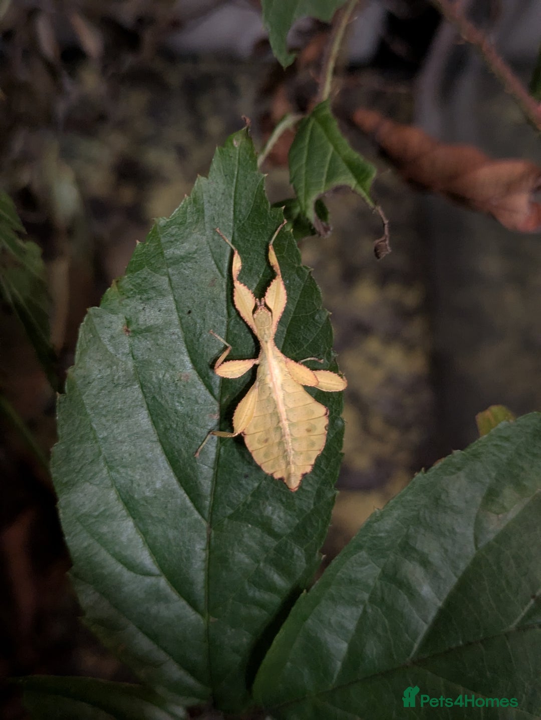 Stick Insects invertebrates for sale: Stick Insects & Mantis - Image 6