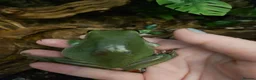 Frog reptiles for sale: Whites tree frogs x 3 and full set up - Advert 4