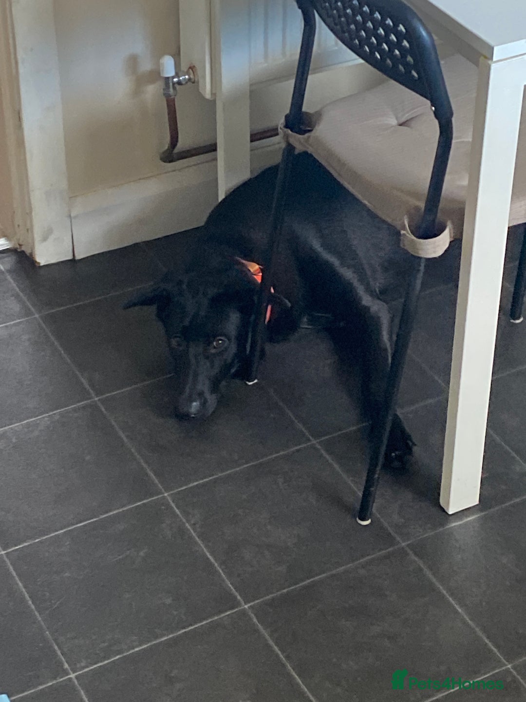 Mixed Breed dogs for sale: Mixed Malinois - Image 1