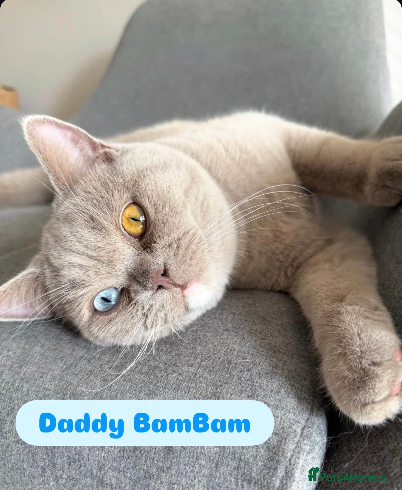 British Shorthair cats Beautiful Blue & Lilac British Shorthair Kittens - Advert 4