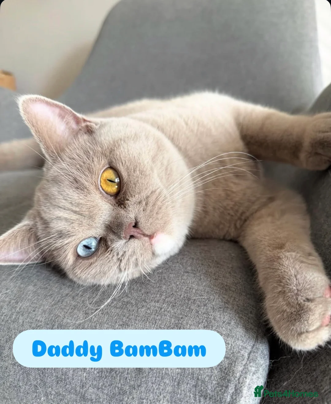 British Shorthair cats for sale: Beautiful Blue & Lilac British Shorthair Kittens - Advert 1